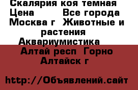 Скалярия коя темная › Цена ­ 50 - Все города, Москва г. Животные и растения » Аквариумистика   . Алтай респ.,Горно-Алтайск г.